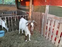 Boucs, Boer goat — photo 1