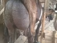 Cabro, Alpine goat — foto 1