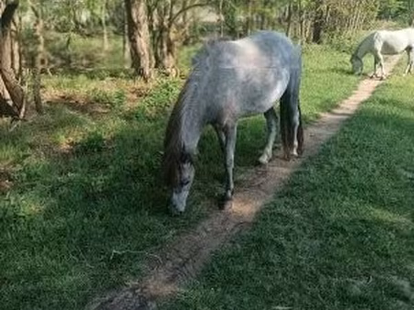 Égua, Cavalos