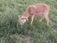 मेढ़ा, Cameroon sheep — फ़ोटो 4