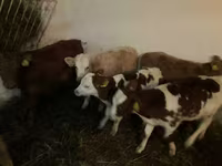 ثور, Simmental cattle — الصورة 2
