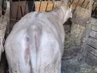 सांड, गोलस्टीन नस्ल — फ़ोटो 4