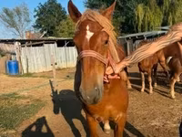 Égua, Hungarian horse breed — foto 3