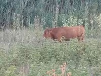 母牛, Limousin cow — 照片 1