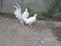 Японська бентамка — фото 5
