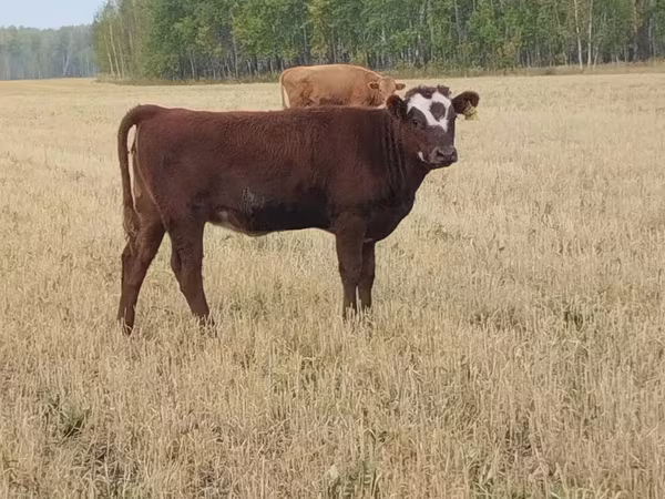 Bovinos (lote, sexo não especificado), Hereford