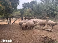 Widder, Merino sheep — Foto 1