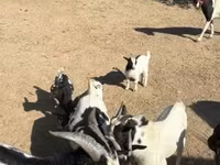 عنزة, Dutch Landrace goats — الصورة 6