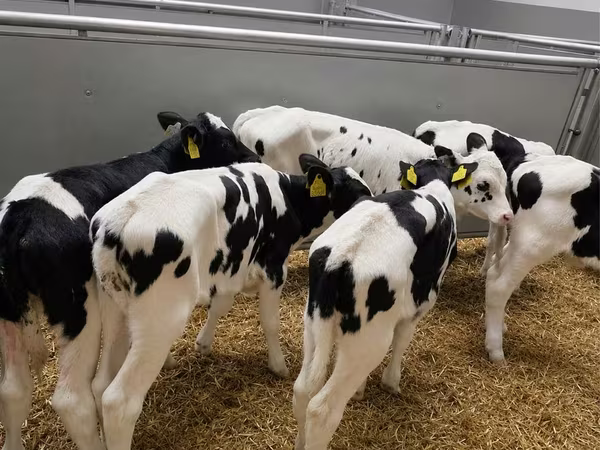 Byk, Russian Black pied cattle
