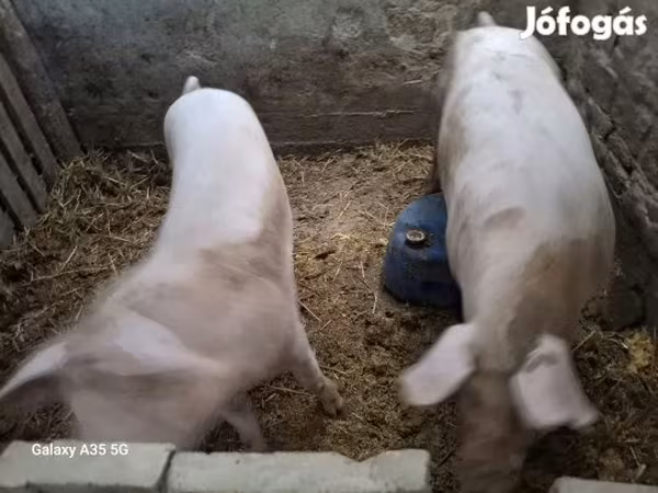 Свиноматка, Свиньи