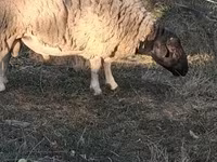 نعجة, Dorper sheep — الصورة 2