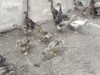Ducks — Foto 1