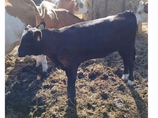 Vaca, Aberdeen-Angus — Hungria