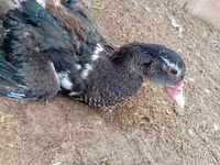 Ducks — zdjęcie 3