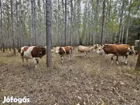 Kuh, Simmental cattle — Foto 4