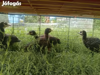 Turkeys — photo 4