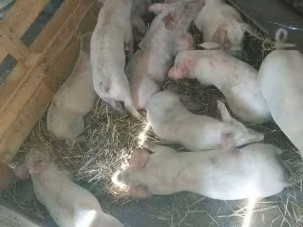 Porca, Porcos — Hungria