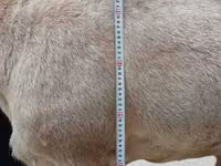 Қошқар, Aland sheep — 7-сурет