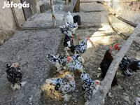 بيكين بانتام — الصورة 4
