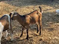 बकरा, बकरियाँ — फ़ोटो 2