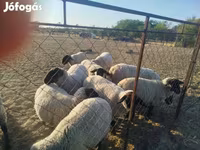 Ovca, White Suffolk sheep — fotografija 2