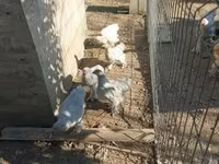 Brahma — photo 3