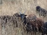 雌羊, Racka sheep — 写真 2