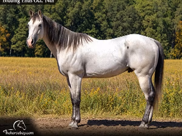 Кінь, Quarter Horse