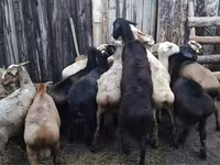 Baran, Owce — zdjęcie 2
