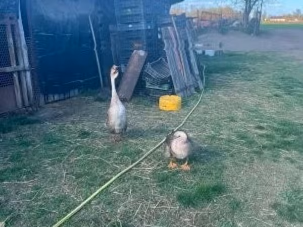 Geese — Macarıstan
