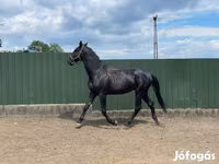 घोड़ा, Nonius horse — फ़ोटो 2