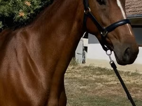 Kobila, Hanoverian