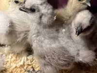 Silkie — photo 1