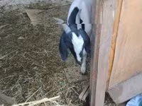 Cabra, Nubian Goat — foto 5