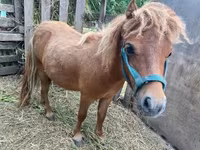Koń, Shetland Pony — zdjęcie 3