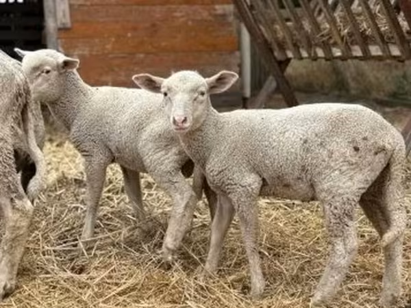 Brebis, Moutons — Hongrie