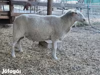 Ovca, Lacaune sheep — fotografija 6