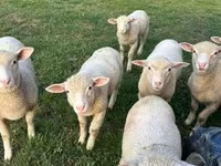 Қой, Ile-de-France sheep — 4-сурет