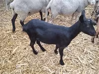公羊, Sheep — 照片 7