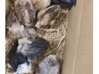 Chickens — Foto 5
