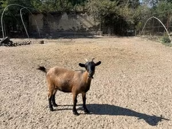 母山羊, Dutch Landrace goats