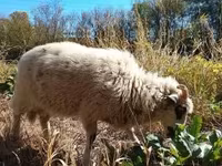 Baran, Racka sheep — zdjęcie 6