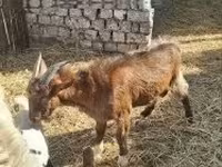 Taka, Echkilar — 2-rasm