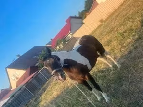 Égua, Cavalos