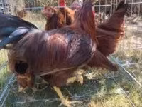 Chickens — الصورة 6
