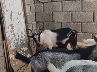 Jarac, LaMancha goats — fotografija 4
