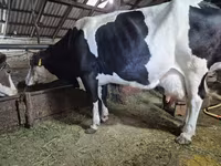Krowa, Russian Black pied cattle — zdjęcie 3