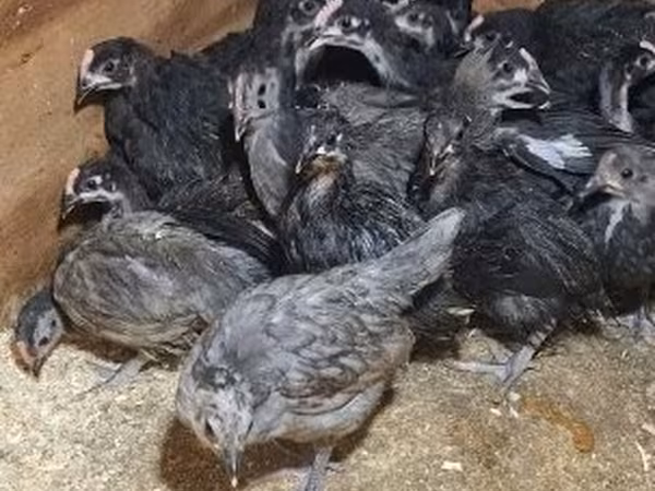 オーストラロープ
