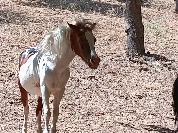 Kobila, Shetland Pony