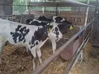 Bulle, Russian Black pied cattle — Foto 5